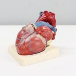 Heart Disease - a model of a human heart on a white surface