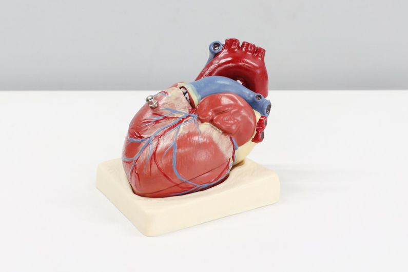 Heart Disease - a model of a human heart on a white surface